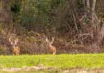 Not your average AL deer at 1112 Lee Rd, Alabama hunting estate acreage for sale. Photos by Go2REassistant.com