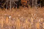 Stocked with genetic deer with 190-278 scores 1112 Lee Rd, Alabama hunting estate acreage for sale. Photos by Go2REassistant.com