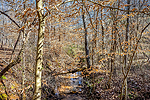 Creek running through 1227 Pine Road, New Site, AL. I Shoot Houses...Professional photos and tour by Sherry Watkins at Go2REasssistant.com