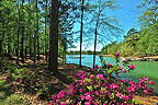 Lake view at 48 Sweet Bay in Trillium, Lake Martin - Alexander City,  AL. Professional photos and tour by Go2REasssistant.com